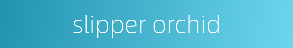 slipper orchid的同义词
