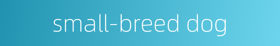 small-breed dog的同义词
