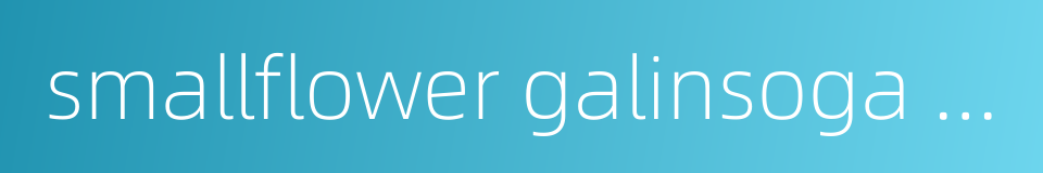 smallflower galinsoga flower的同义词