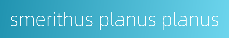 smerithus planus planus的同义词