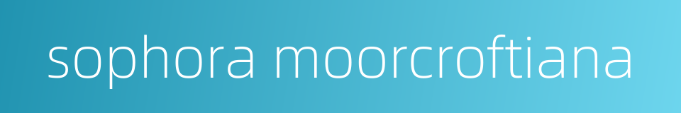 sophora moorcroftiana的同义词