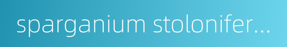 sparganium stoloniferum buck -ham的同义词