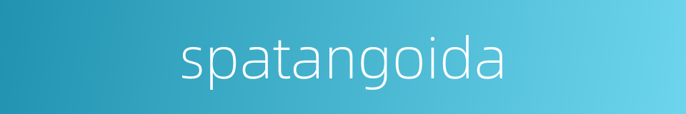 spatangoida的同义词