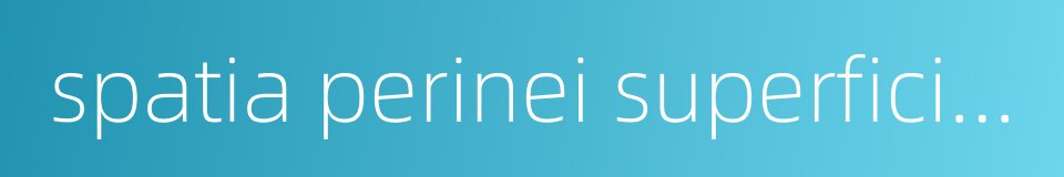 spatia perinei superficiale的同义词