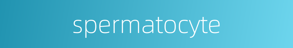 spermatocyte的同义词