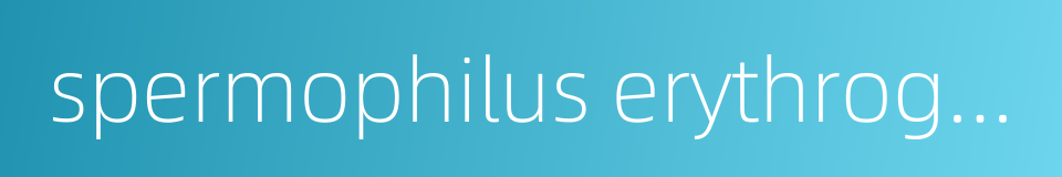 spermophilus erythrogenys的同义词