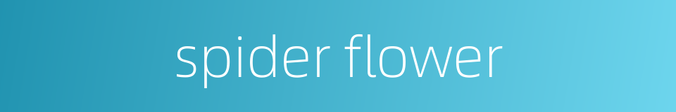spider flower的同义词