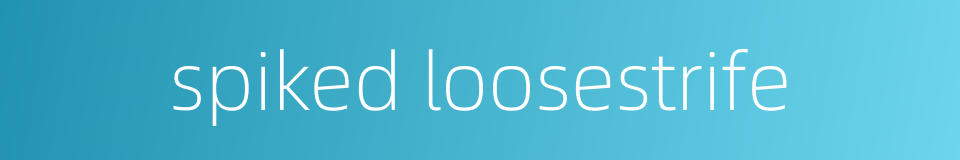 spiked loosestrife的同义词