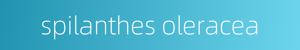 spilanthes oleracea的同义词