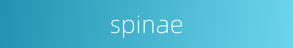 spinae的同义词