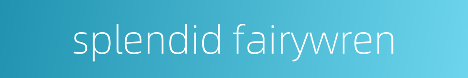 splendid fairywren的同义词