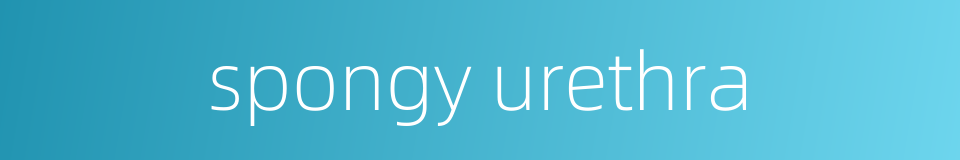 spongy urethra的同义词