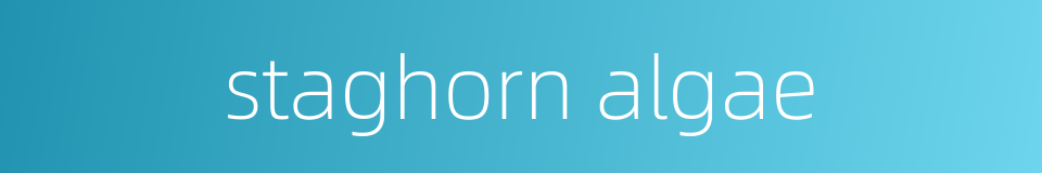 staghorn algae的同义词