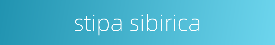 stipa sibirica的同义词