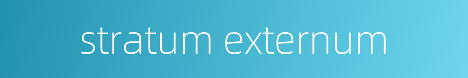 stratum externum的同义词