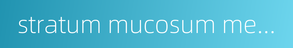 stratum mucosum membranae tympani的同义词