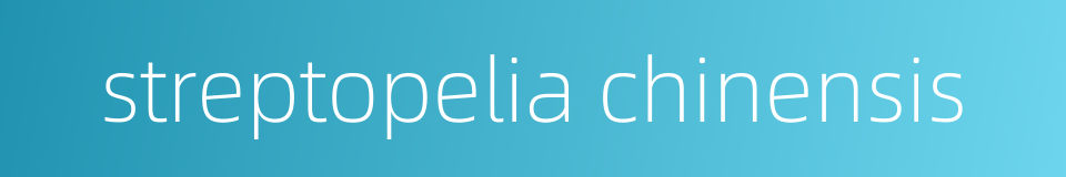 streptopelia chinensis的同义词