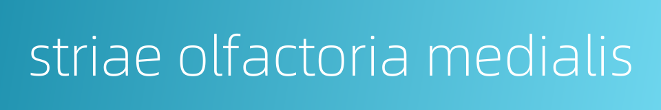 striae olfactoria medialis的同义词