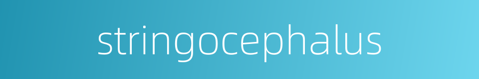 stringocephalus的同义词