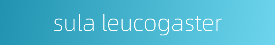 sula leucogaster的同义词
