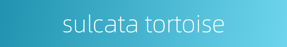 sulcata tortoise的同义词