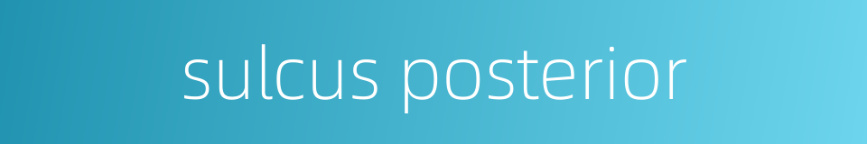 sulcus posterior的同义词