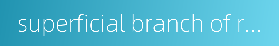 superficial branch of radial nerve的同义词