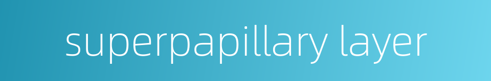 superpapillary layer的同义词