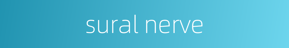 sural nerve的同义词
