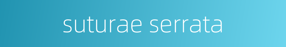 suturae serrata的同义词