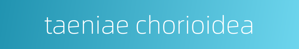taeniae chorioidea的同义词