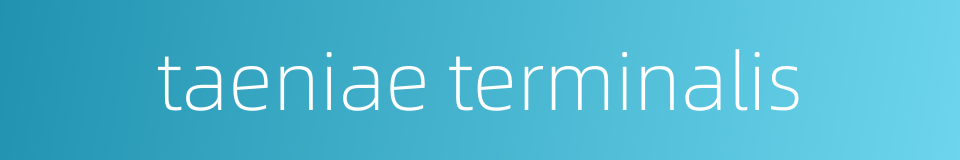 taeniae terminalis的同义词