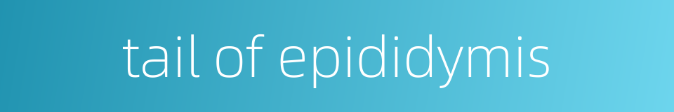 tail of epididymis的同义词