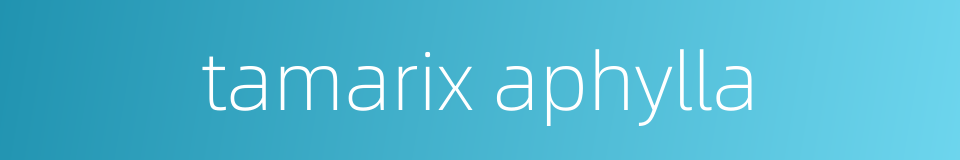 tamarix aphylla的同义词