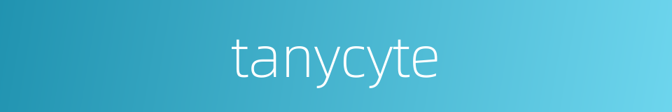 tanycyte的同义词