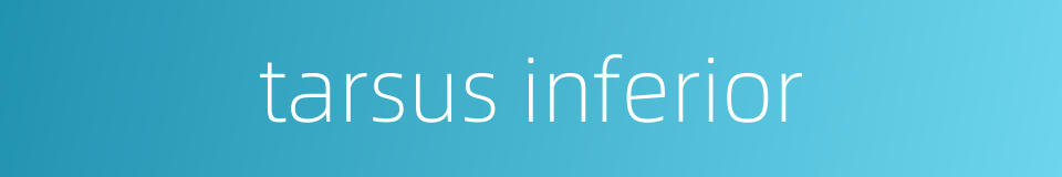 tarsus inferior的同义词