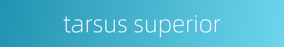 tarsus superior的同义词