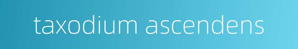 taxodium ascendens的同义词