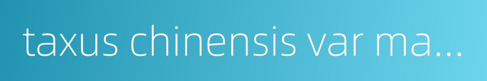 taxus chinensis var mairei cheng et l k的同义词