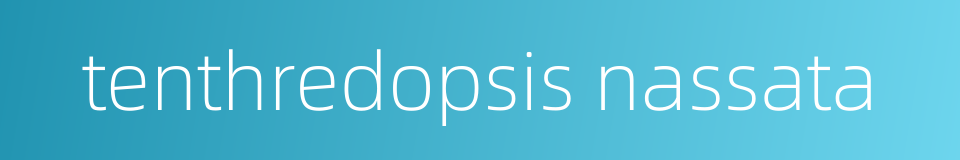 tenthredopsis nassata的同义词