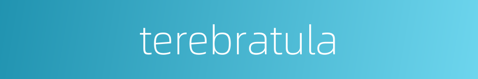 terebratula的同义词