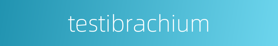 testibrachium的同义词