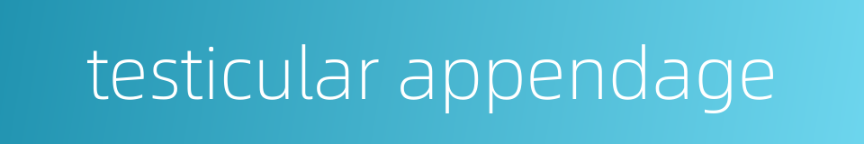 testicular appendage的同义词