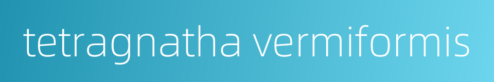 tetragnatha vermiformis的同义词