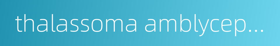 thalassoma amblycephalum的同义词