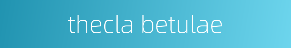 thecla betulae的同义词