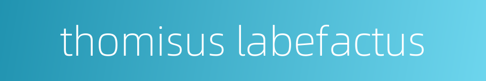 thomisus labefactus的同义词