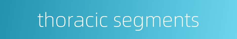 thoracic segments的同义词