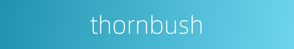 thornbush的同义词