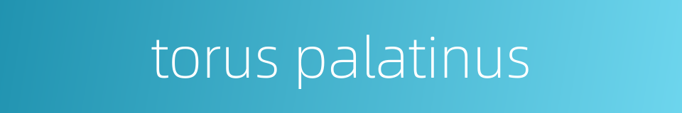 torus palatinus的同义词